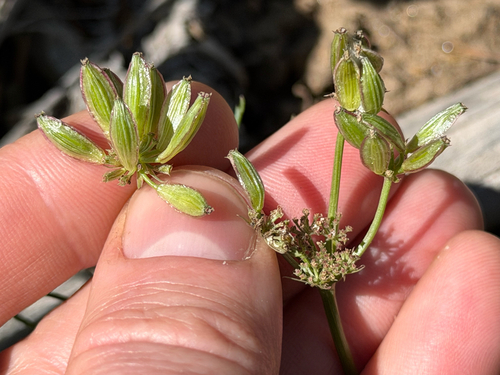 Lomatium geyeri observed 2026-05-16