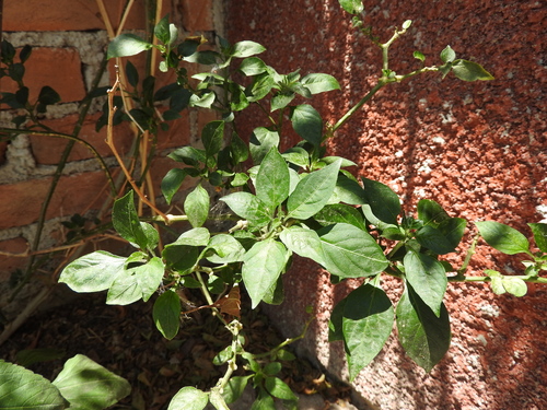 chili pepper