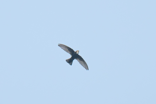 House Swift