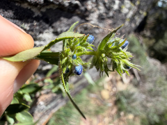 Penstemon pruinosus, photograph (c) Cody Hinchliff, some rights reserved (CC BY)