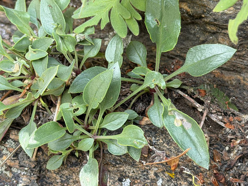 Penstemon pruinosus, photograph 4
