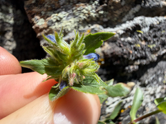 Penstemon pruinosus, photograph (c) Cody Hinchliff, some rights reserved (CC BY)