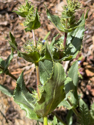 Penstemon pruinosus, photograph 5