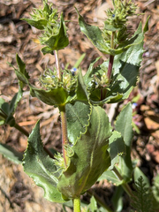 Penstemon pruinosus, photograph (c) Cody Hinchliff, some rights reserved (CC BY)