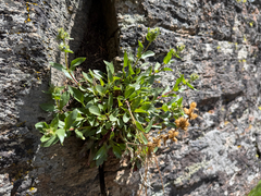 Penstemon pruinosus, photograph (c) Cody Hinchliff, some rights reserved (CC BY)