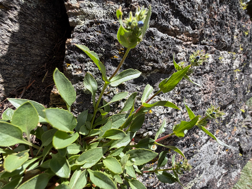 Penstemon pruinosus