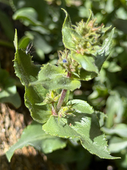 Penstemon pruinosus, photograph (c) Cody Hinchliff, some rights reserved (CC BY)