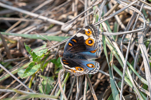 Blue Pansy