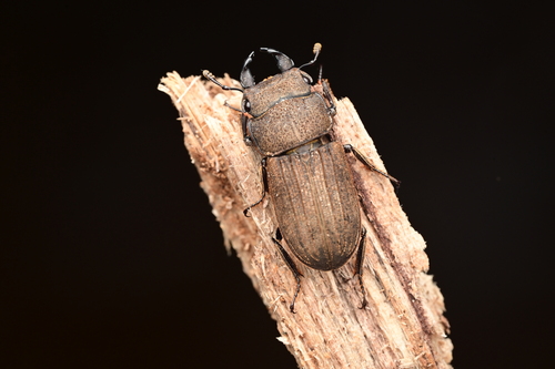 Velutinodorcus velutinus