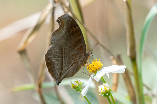 Chocolate Pansy