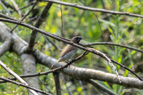 Scaly-breasted Munia