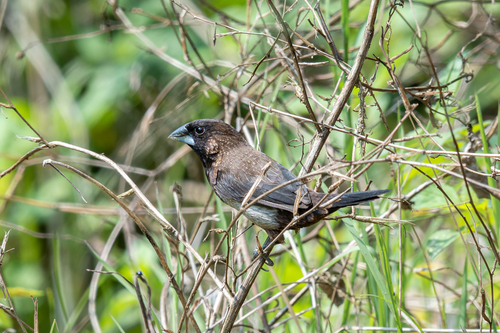 White-rumped Munia