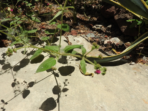 Scarlet spiderling (Boerhavia coccinea)