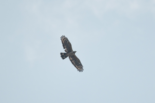 Oriental Honey-Buzzard (Northern)