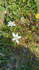 Ornithogalum umbellatum
