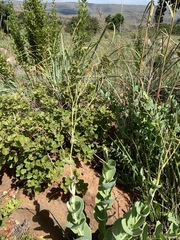 Lopholaena segmentata