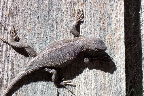 iNaturalist observation photo of Western Fence Lizard