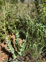 Lopholaena segmentata