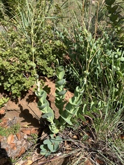 Lopholaena segmentata