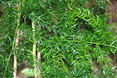 Asparagus racemosus