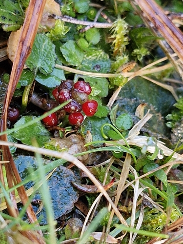 Gunnera prorepens observed 2026-05-11
