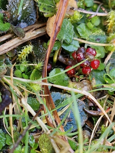 Gunnera prorepens, photograph 5