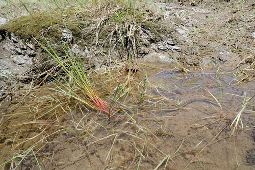 iNaturalist observation photo of Aquatic Garter Snake