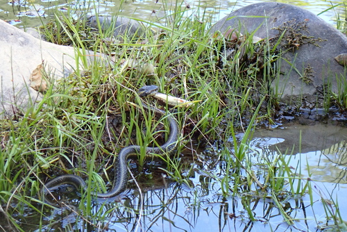 iNaturalist observation photo of Aquatic Garter Snake
