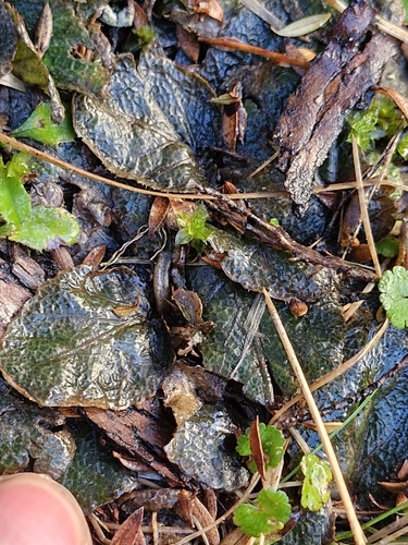 Gunnera prorepens, photograph 6