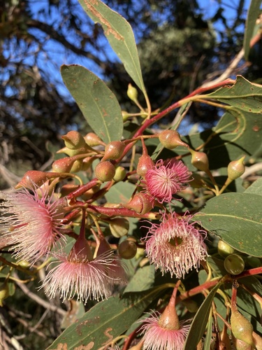 Large-fruited South Australian Blue Gum