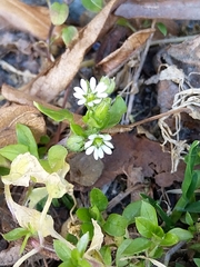 Stellaria media
