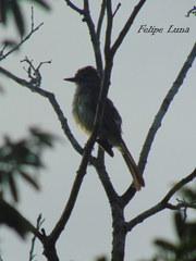Myiarchus yucatanensis