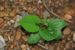 Ipomoea muricata