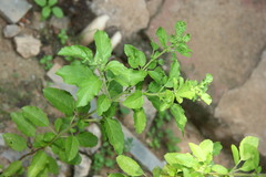 Ocimum tenuiflorum