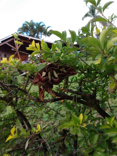 Rothchild's Atlas Moth