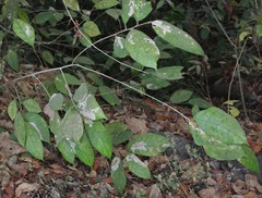 Ficus tinctoria gibbosa