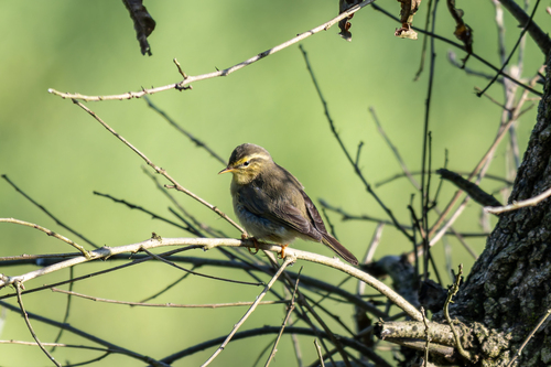 Tickell's Leaf Warbler