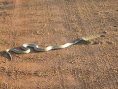 Snouted Cobra photo 2