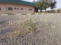 Launaea mucronata