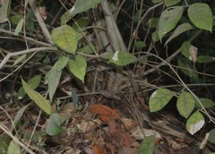 Ficus tinctoria gibbosa