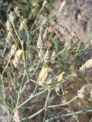 Launaea mucronata