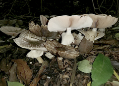 Agaricus endoxanthus