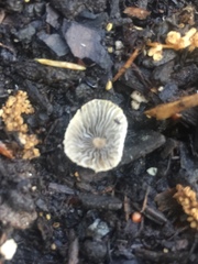 Mycena capillaripes