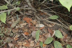 Ficus tinctoria gibbosa
