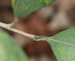 Ficus tinctoria gibbosa