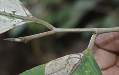 Ficus tinctoria gibbosa