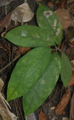 Ficus tinctoria gibbosa