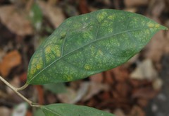 Ficus tinctoria gibbosa