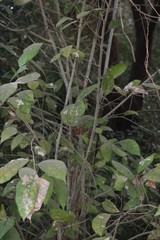 Ficus tinctoria gibbosa