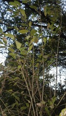 Ficus tinctoria gibbosa